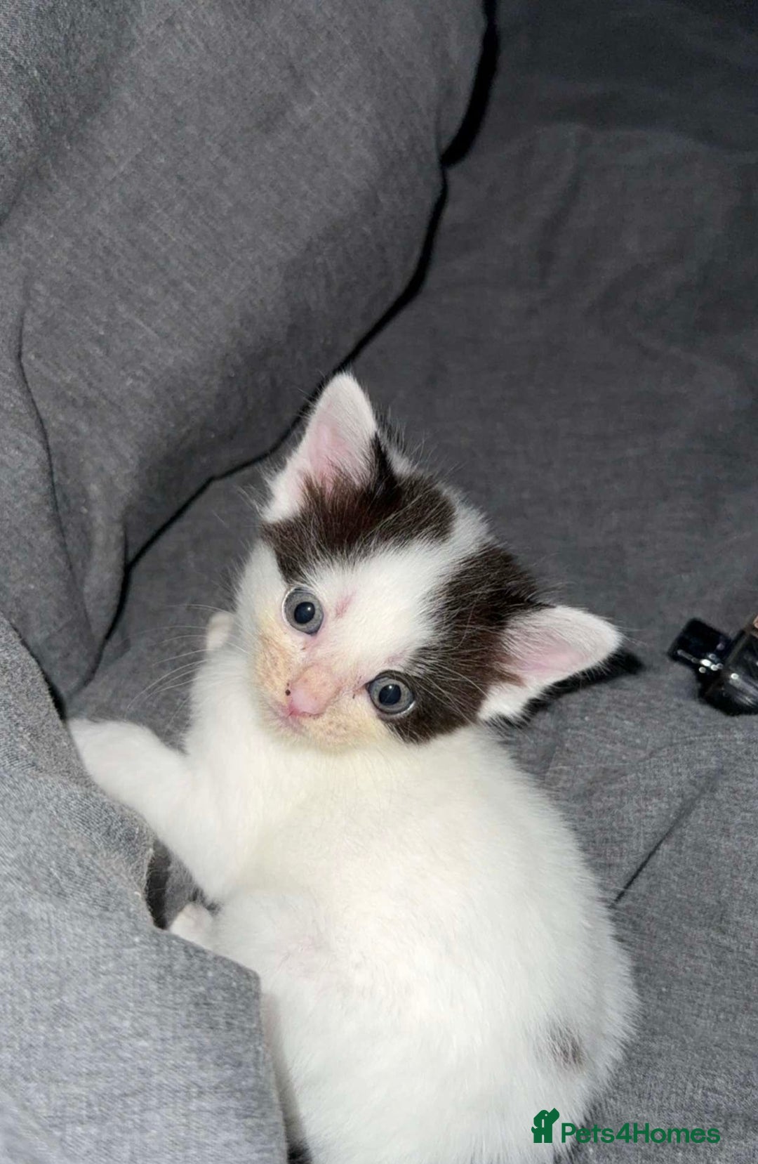 Mixed Breed cats for sale: 2 female kittens for sale  - Image 5