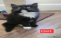 Mixed Breed cats for sale: Lovely Persian mix kittens - Image 8