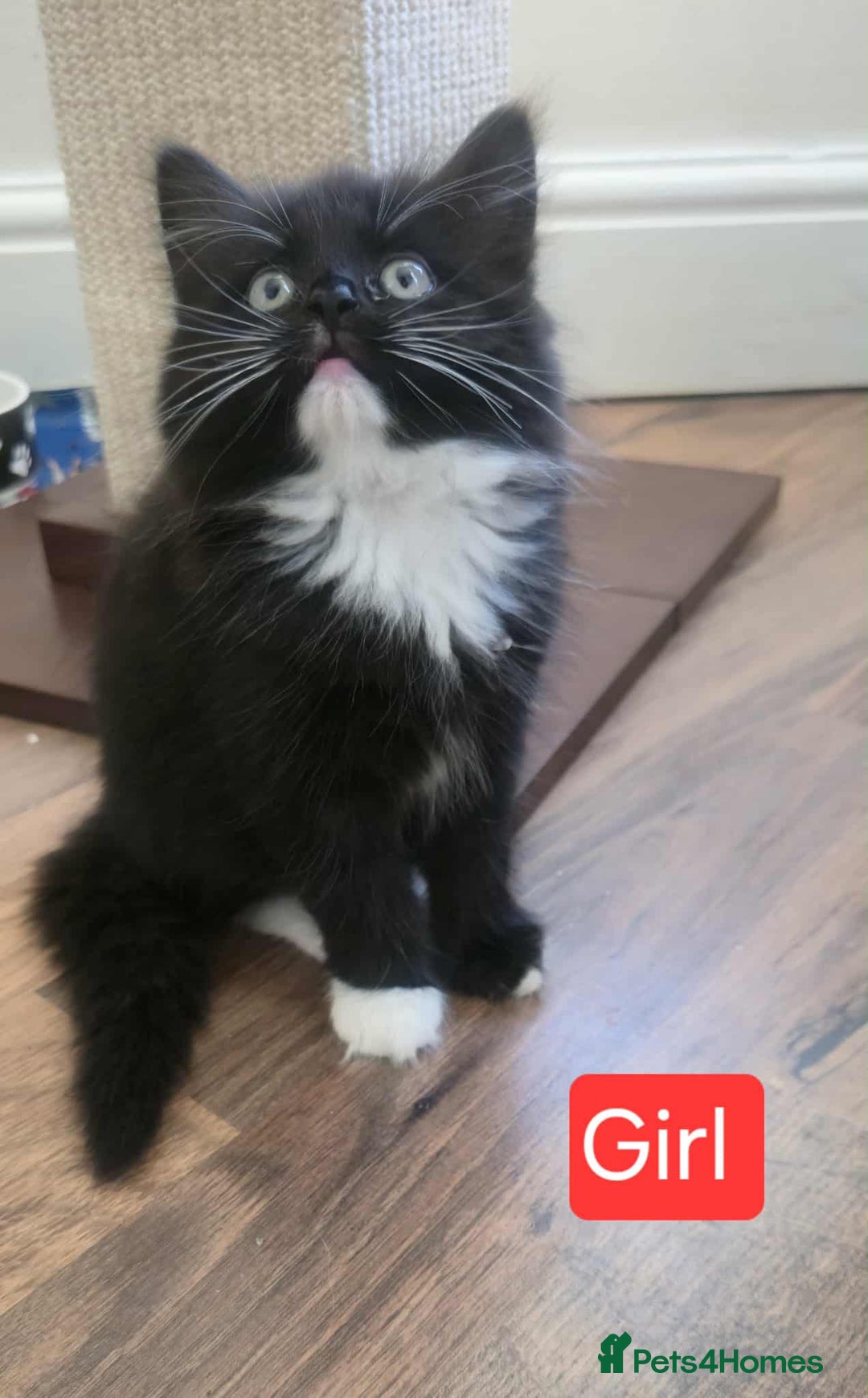 Mixed Breed cats for sale: Lovely Persian mix kittens - Image 8
