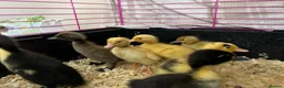 Ducks poultry for sale: Indian runner ducklings for sale  in Sheerness - Advert 1