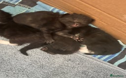 Mixed Breed cats for sale: For sale - Image 4