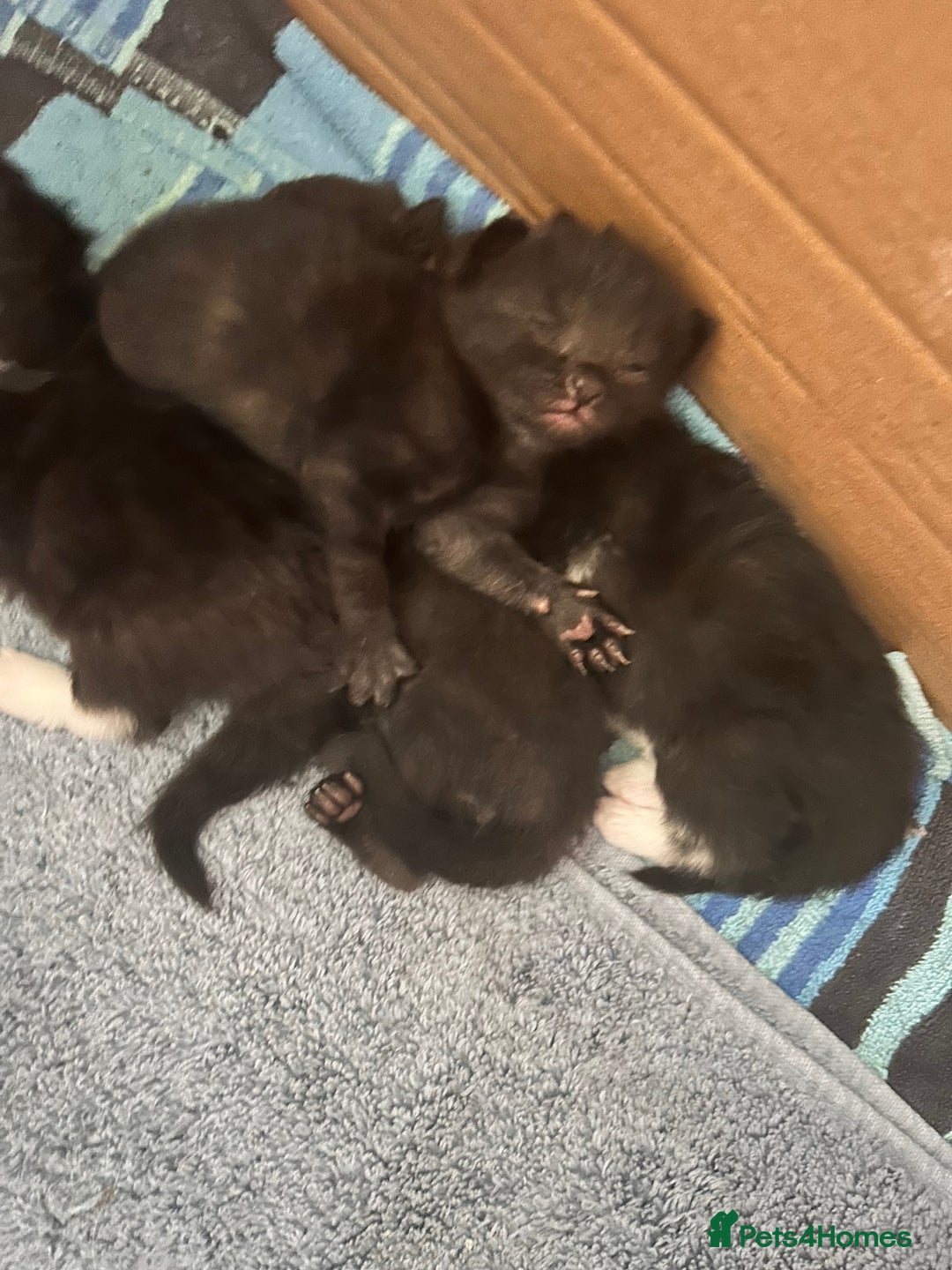 Mixed Breed cats for sale: For sale - Image 4