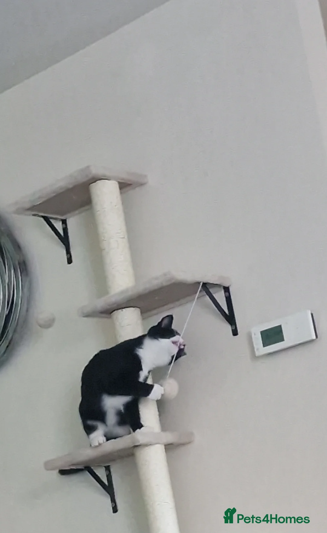 Mixed Breed cats for sale: Male cat - Advert 1