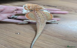 Bearded Dragon reptiles for sale: Baby Bearded dragons. Witblits, genetic stripes - Image 10
