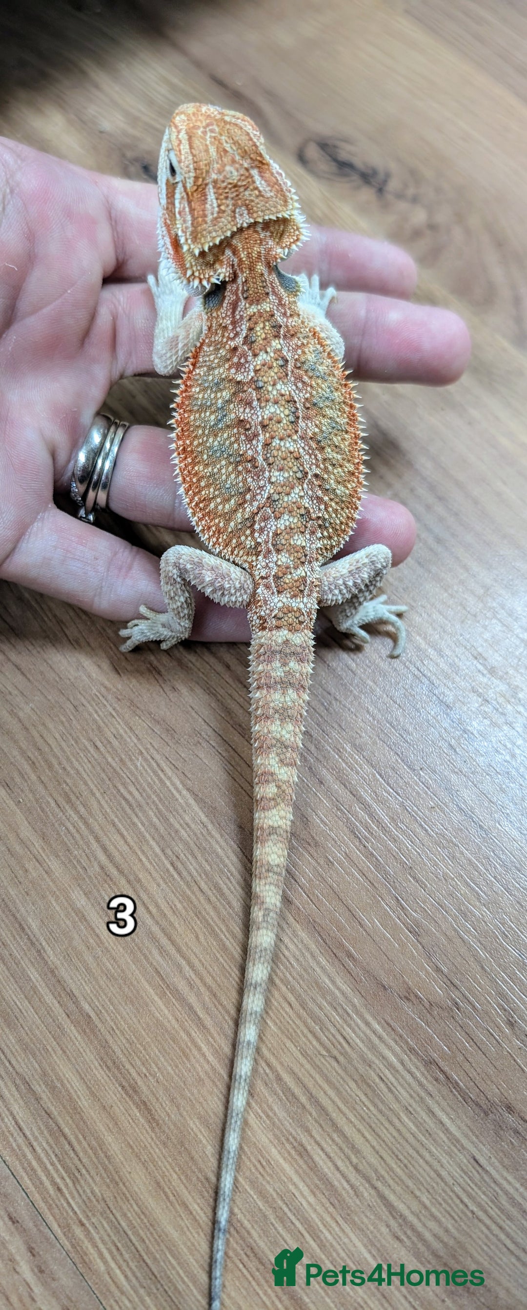 Bearded Dragon reptiles for sale: Baby Bearded dragons. Witblits, genetic stripes - Image 10