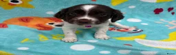 Sprocker dogs for sale: Sprocker spaniel puppies  in St. Neots - Advert 8