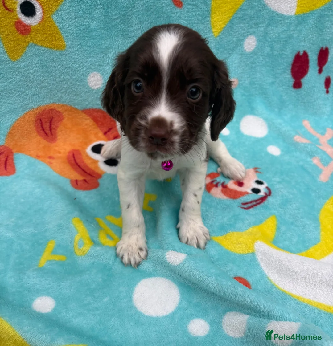 Sprocker dogs for sale: Sprocker spaniel puppies  in St. Neots - Advert 8