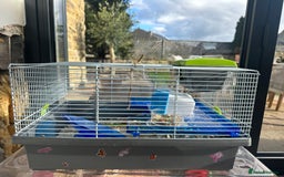 Hamster rodents for sale: Beautiful chocolate and white hamster with Cage!  - Image 2