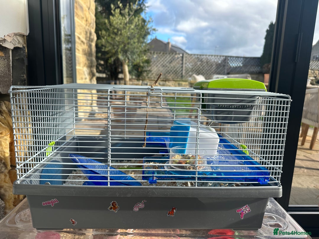 Hamster rodents for sale: Beautiful chocolate and white hamster with Cage!  - Image 2