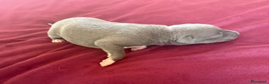 Whippet Puppy 3