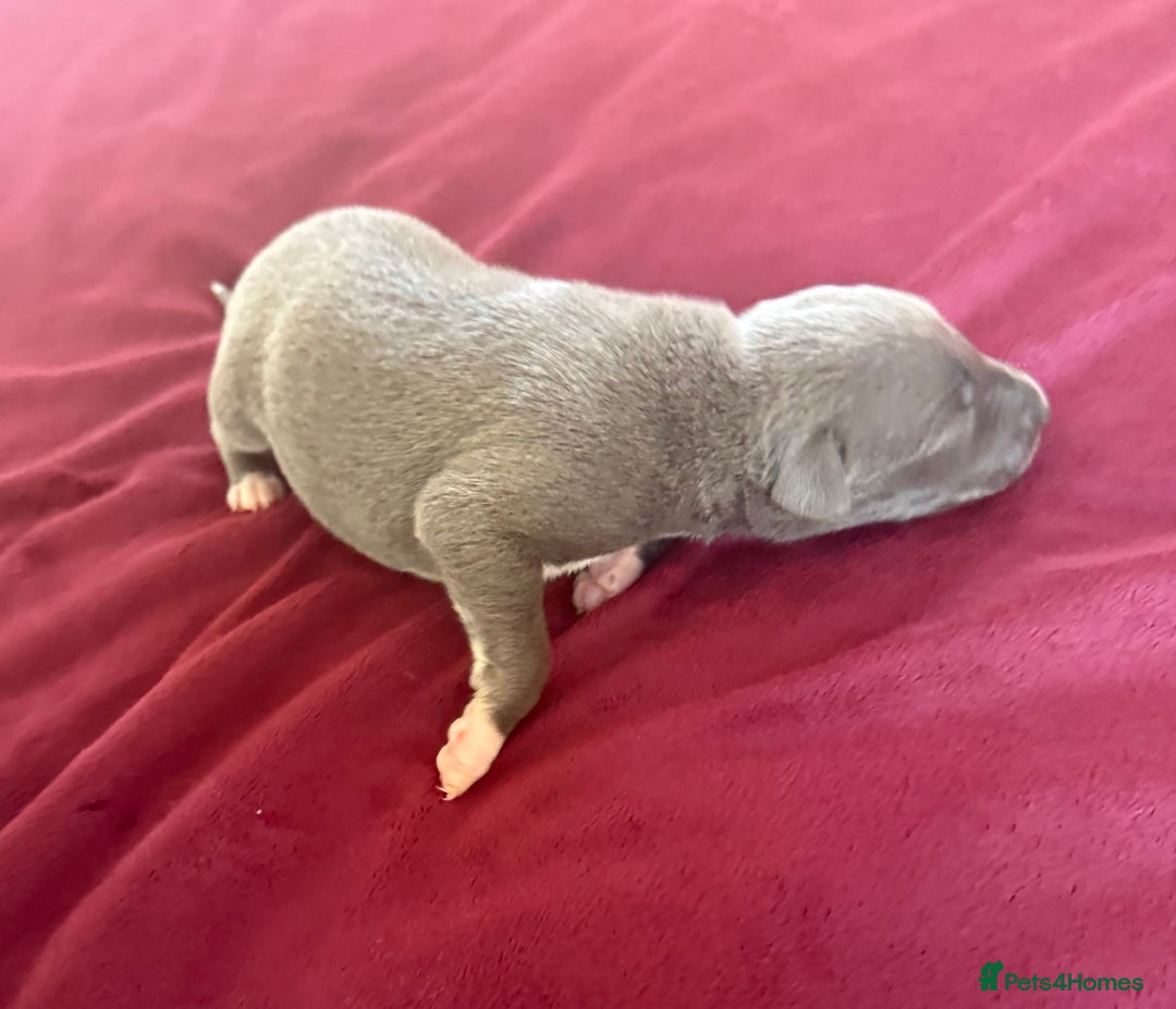 Whippet dogs for sale: 3 Stunning Whippet Boy's available  - Advert 26