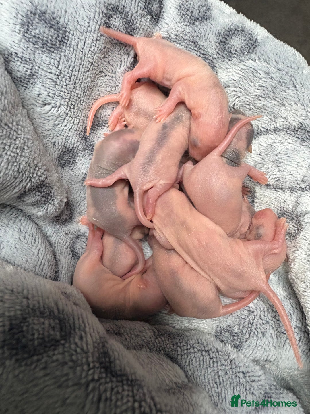 Rat rodents for sale: Babies rats (waiting list) in Honiton - Image 2