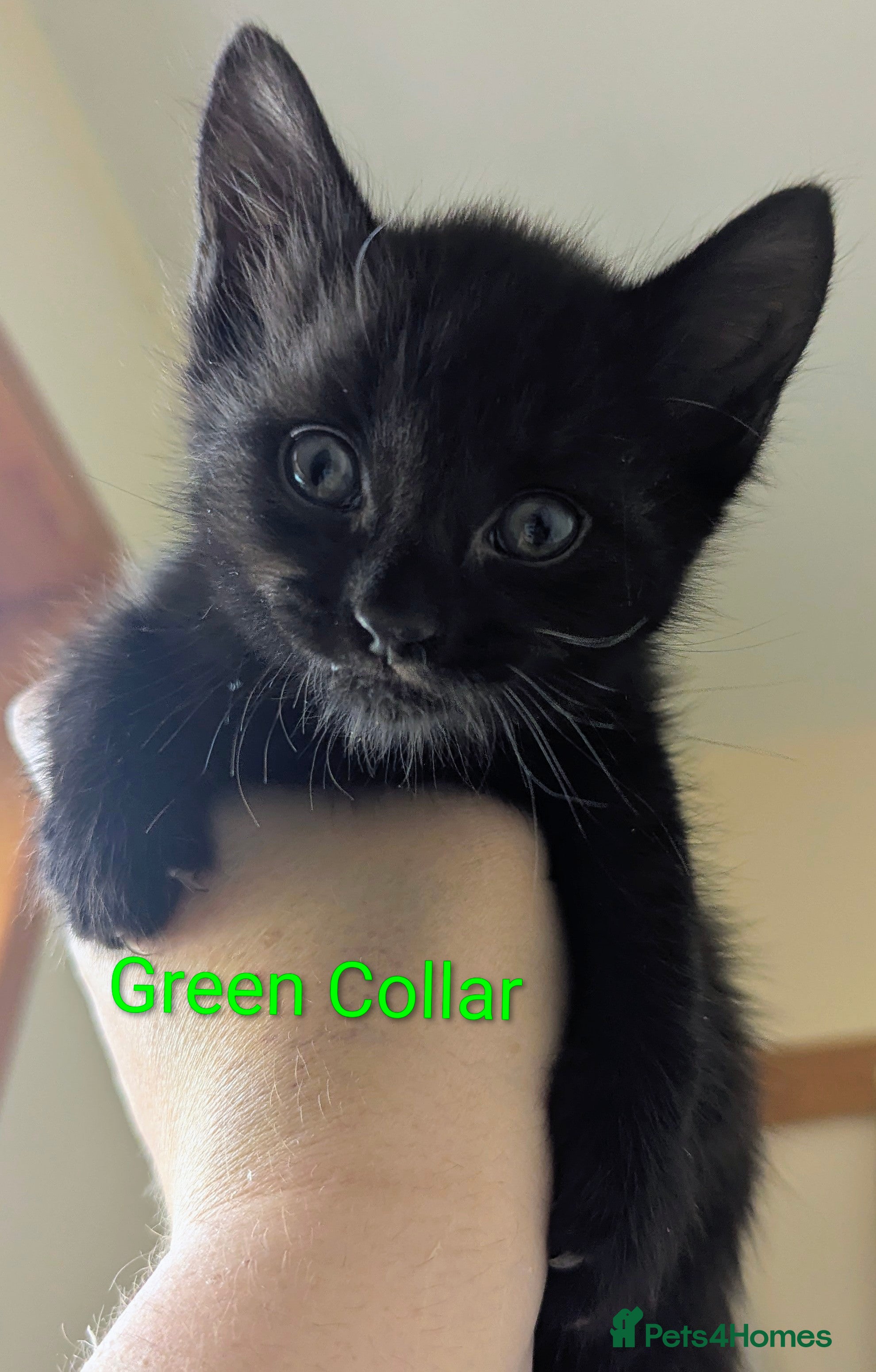 Mixed Breed cats 4x kitten's inc Dewormed & Deflead & microchipped  - Advert 16