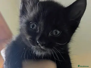 Mixed Breed cats 4x kitten's inc Dewormed & Deflead & microchipped - Advert 16