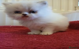 Persian cats for sale: White and chinchilla pure doll faced Persian  - Advert 1