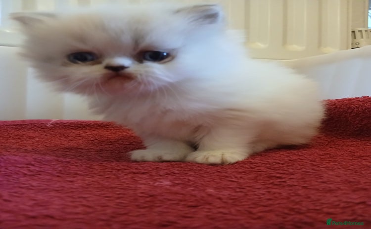 Persian cats White and chinchilla pure doll faced Persian  - Advert 1