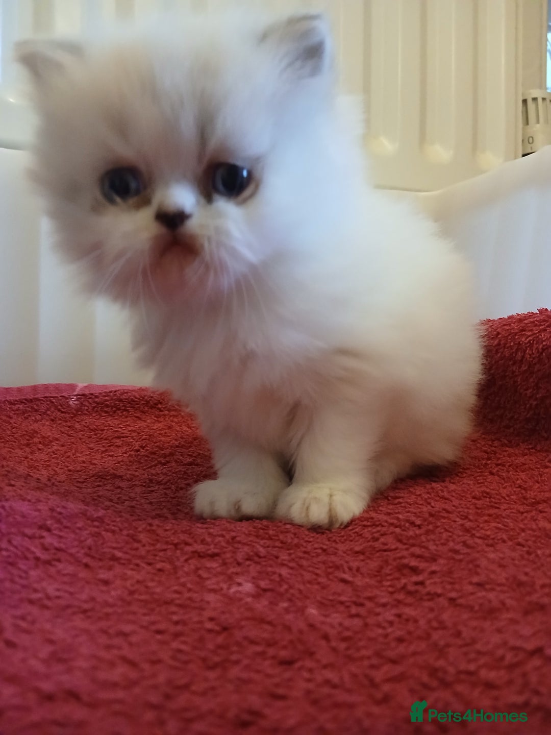 Persian cats for sale: White and chinchilla pure doll faced Persian  - Advert 1