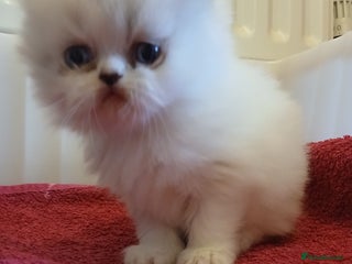 Persian cats White and chinchilla pure doll faced Persian - Advert 2
