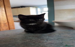 British Shorthair cats for sale: 2 female kittens - Image 9
