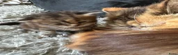 Persian cats for sale: (Half) Persian kittens 😍 - Advert 1