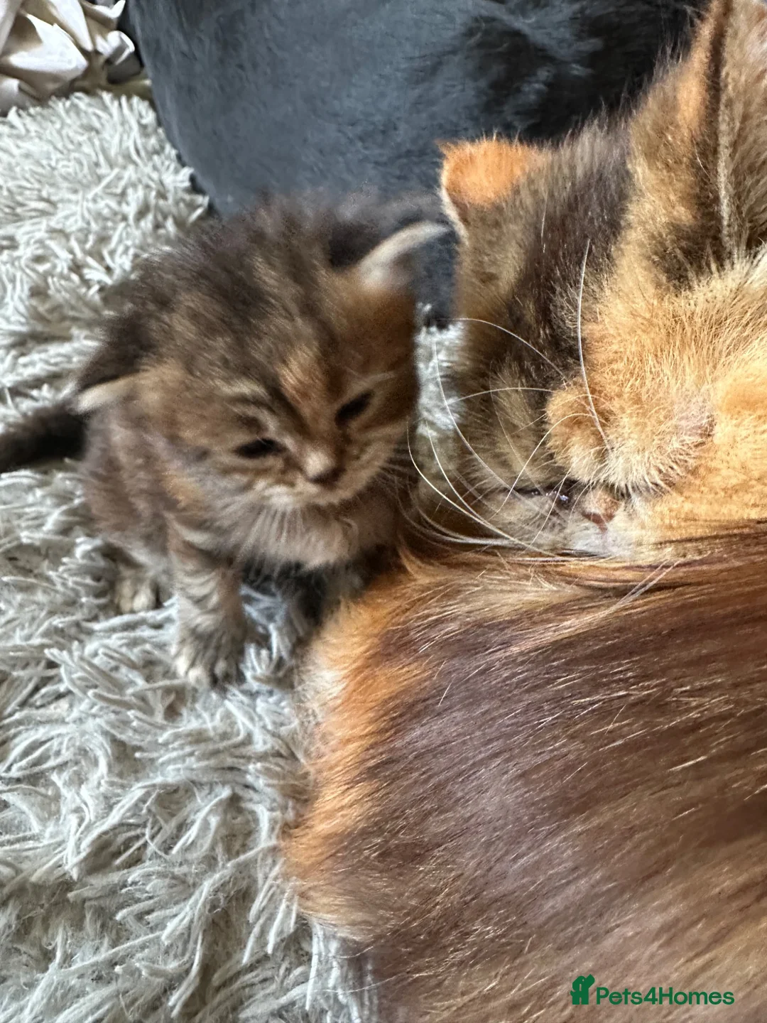Persian cats for sale: (Half) Persian kittens 😍 - Advert 1