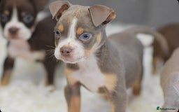 Old Tyme Bulldog dogs for sale: Why Settle for Less? 5⭐️Rated, 23 Years Experience - Image 15