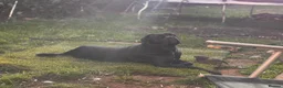 Cane Corso dogs for sale: Cane corso for rehoming  in Nottingham - Advert 5