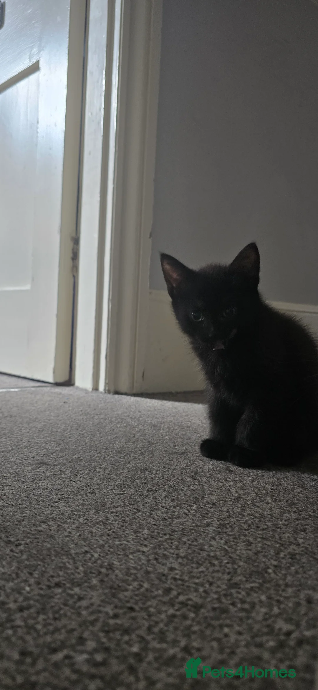 British Longhair cats for sale: Gorgeous black female kitten  - Advert 5