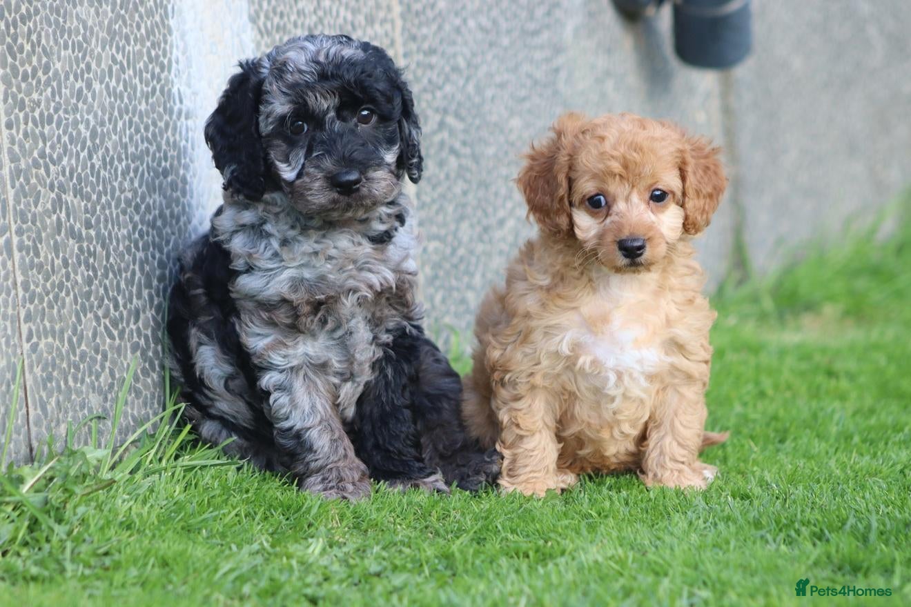 Cockapoo dogs Beautiful Cockapoo puppies for sale  - Advert 1