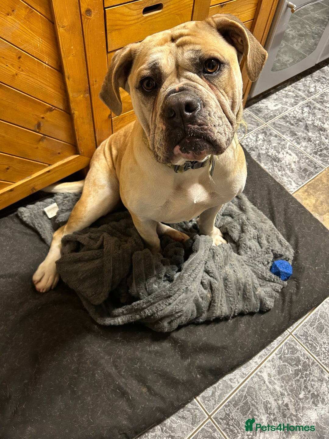 Alapaha Blue Blood Bulldog dogs for sale: Maggie - Advert 2