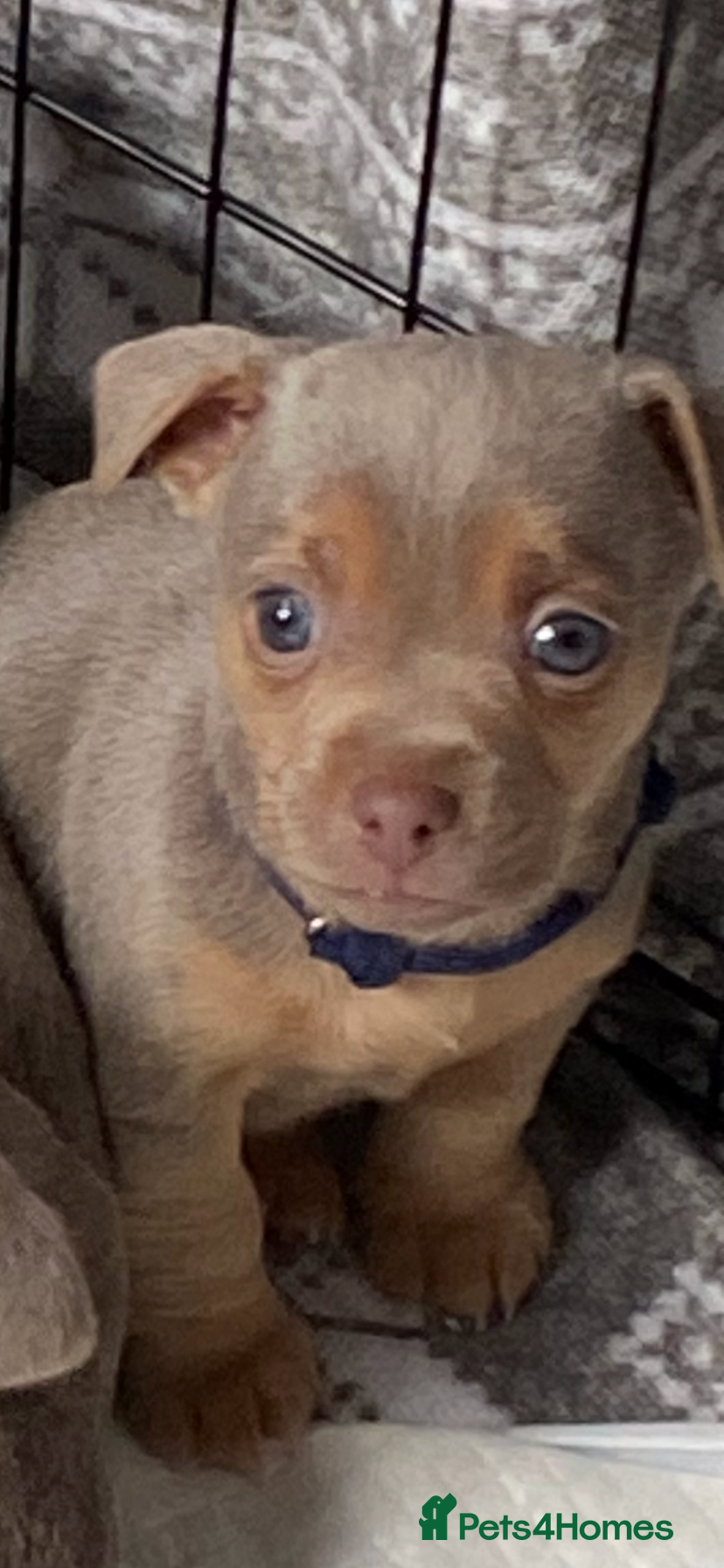 Jack Russell dogs Much Wenlock Jack Russell Puppies - Advert 12