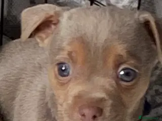 Jack Russell dogs Much Wenlock Jack Russell Puppies - Advert 12