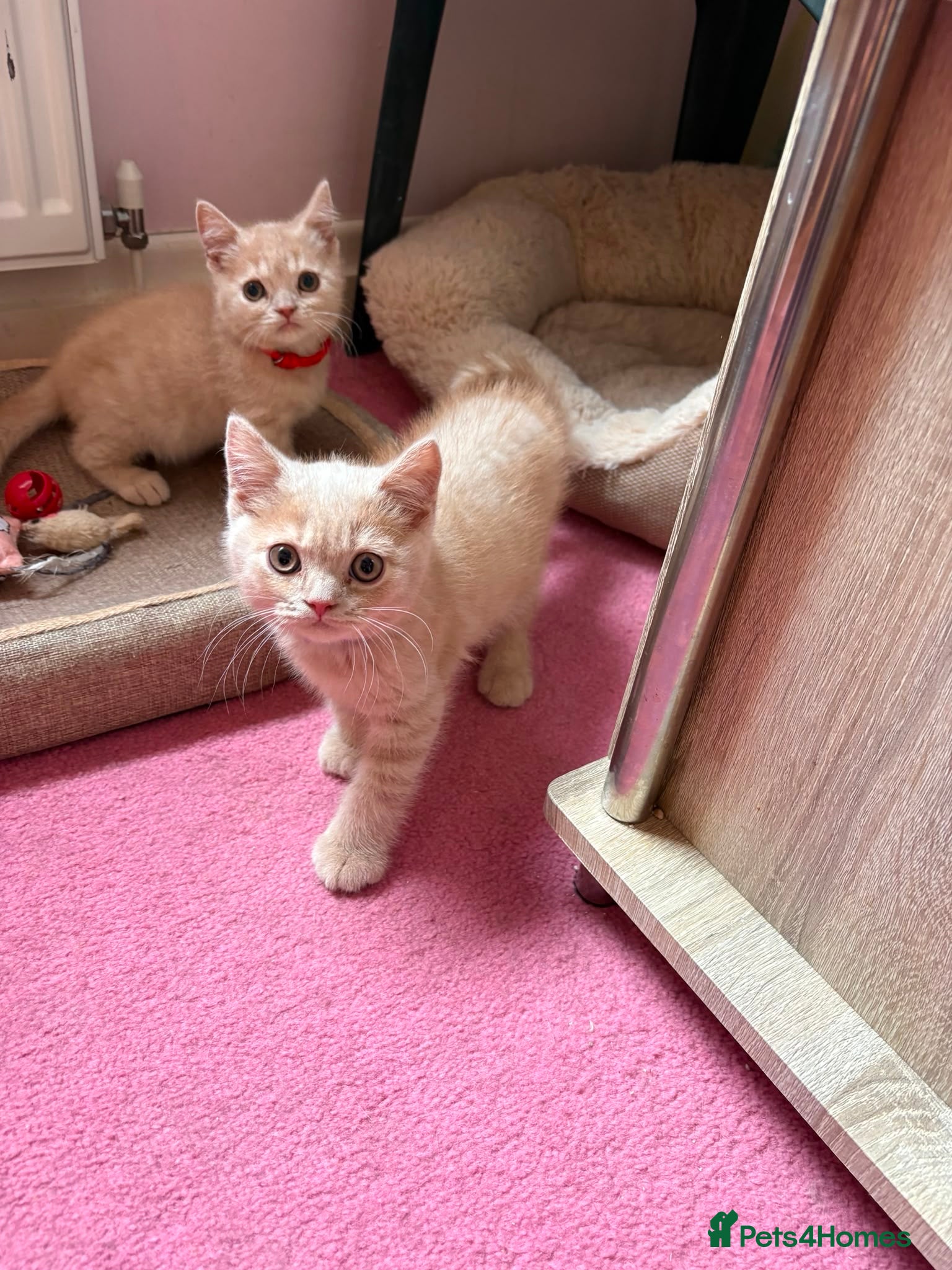 British Shorthair cats British Short Hair kittens for sale READY TO GO - Advert 1