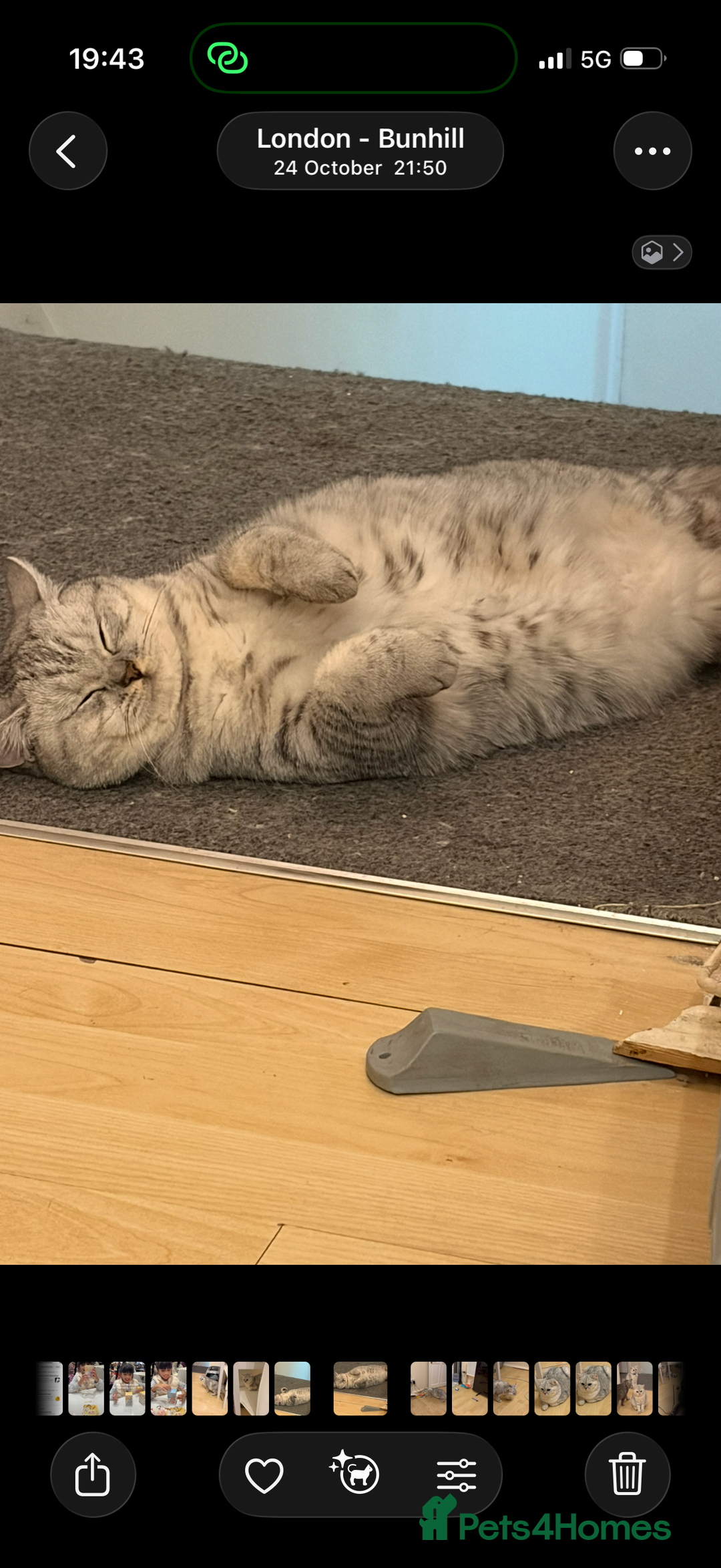 British Shorthair cats for sale: 3 Kittens•Full Pedigree•Champions bloodline•GCCF - Advert 9