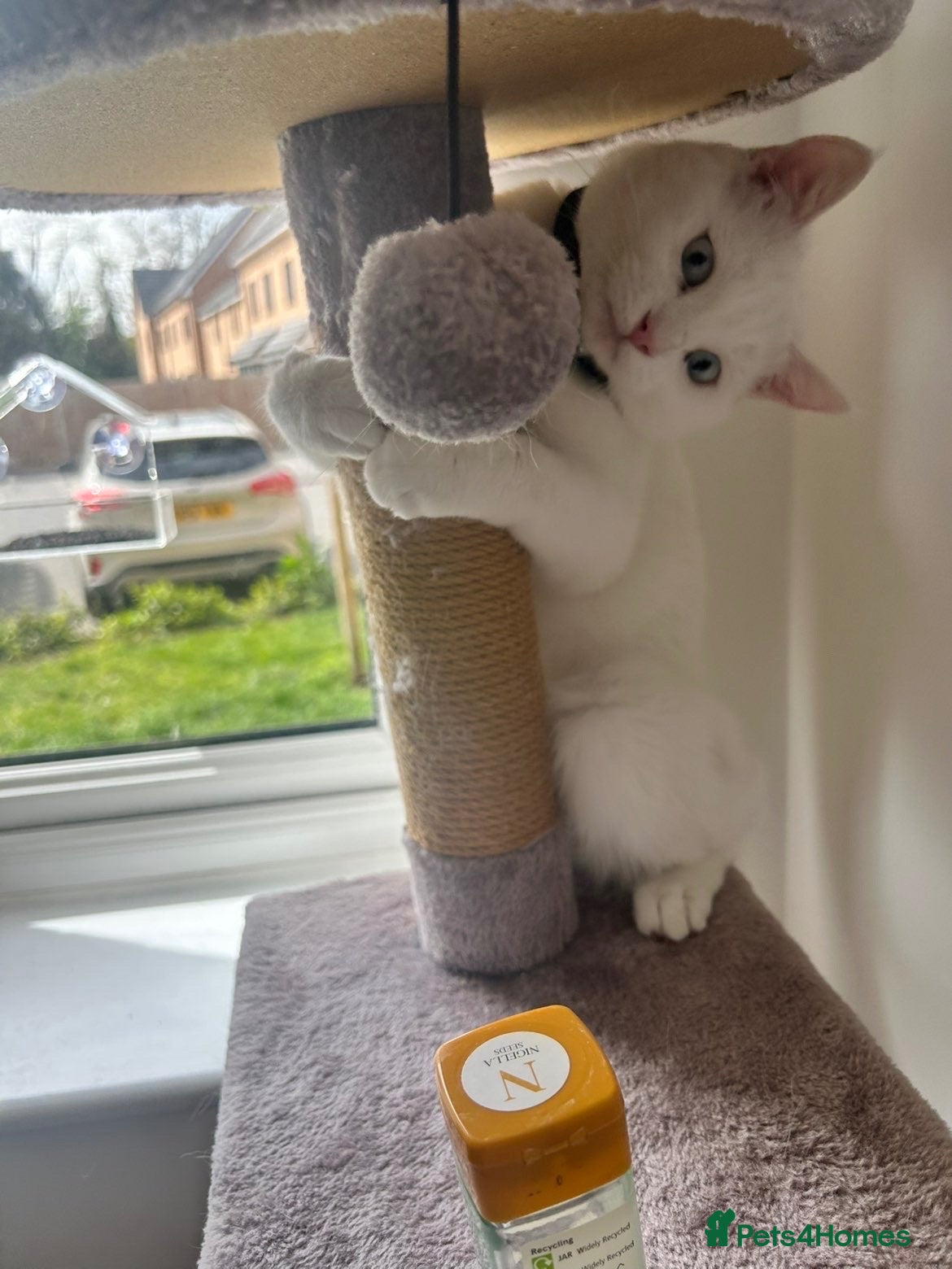 Domestic Shorthair cats sweetest most playful cat in need of the best home - Advert 2
