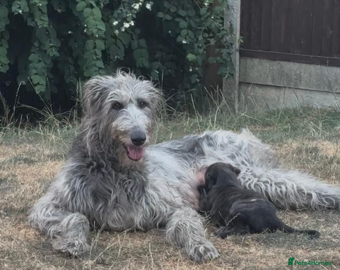 Deerhound dogs KC registered deerhound pups - Advert 1