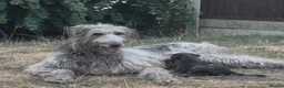 Deerhound dogs for sale: KC registered deerhound pups - Advert 1