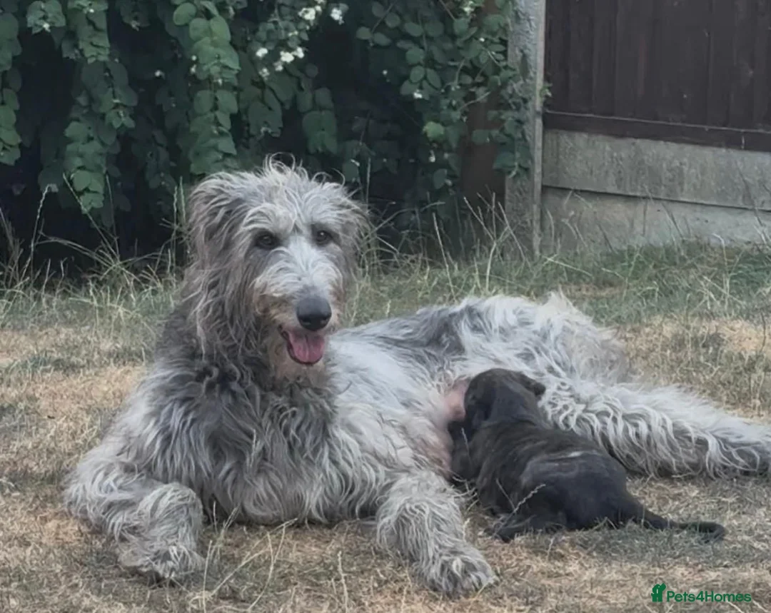 Deerhound dogs for sale: KC registered deerhound pups - Advert 1