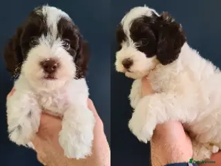 Cavapoo dogs LAST BOY F1b Cavapoo. Chocolate Parti DNA TESTED - Advert 6