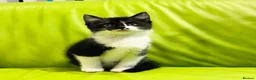 Mixed Breed cats for sale: Kittens for sale ,mixed breed, wonderful behaviour - Advert 15