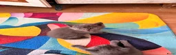 Mixed Breed cats for sale: Adorable 5-Week-Old Kitten Ready for Loving Home! - Advert 8