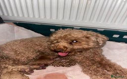 Toy Poodle dogs for sale: Pedigree tiny toy poodles  - Image 3