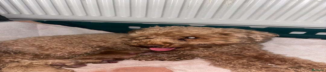 Toy Poodle Puppy 4