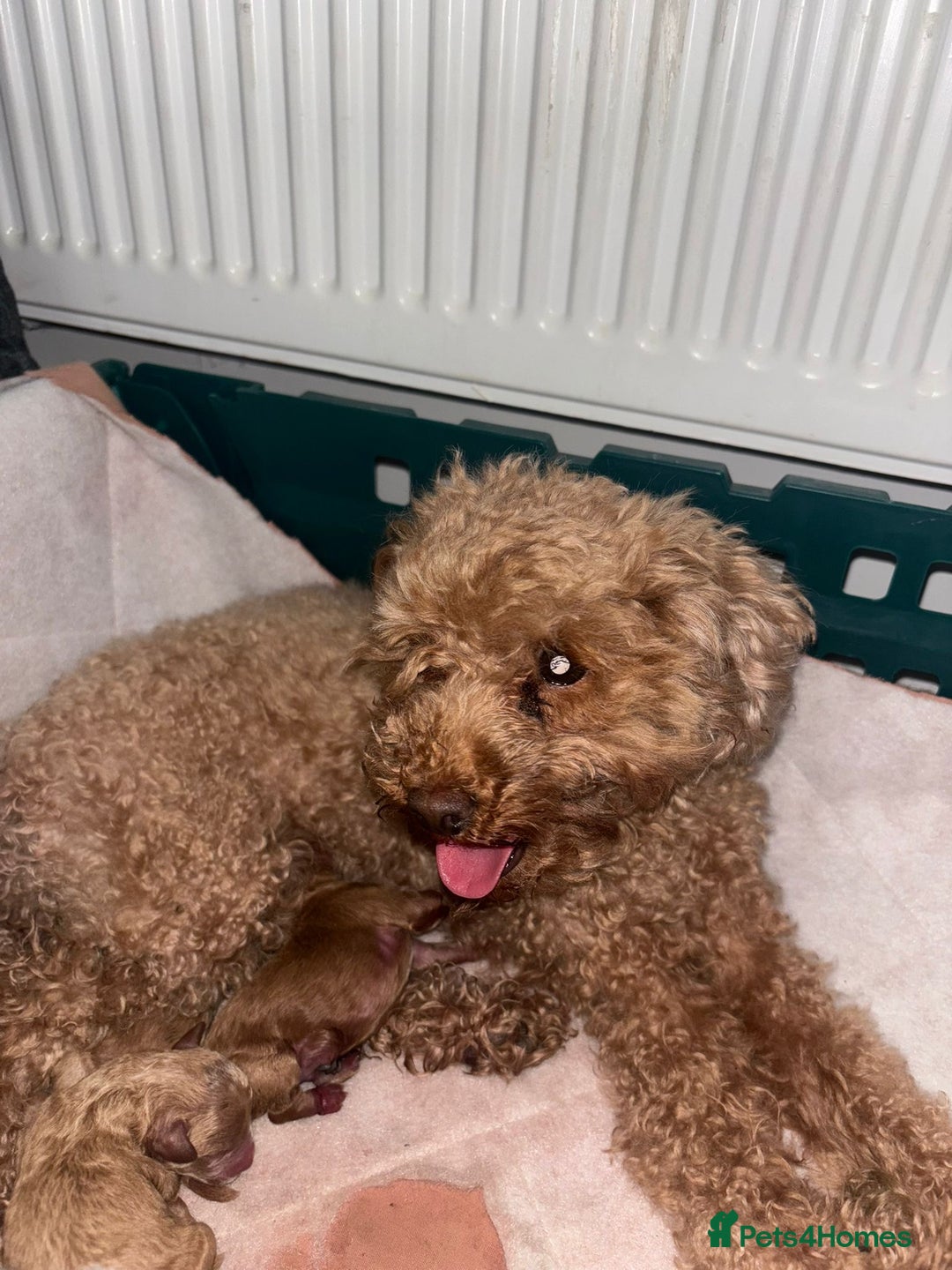 Toy Poodle dogs for sale: Pedigree tiny toy poodles  - Image 3