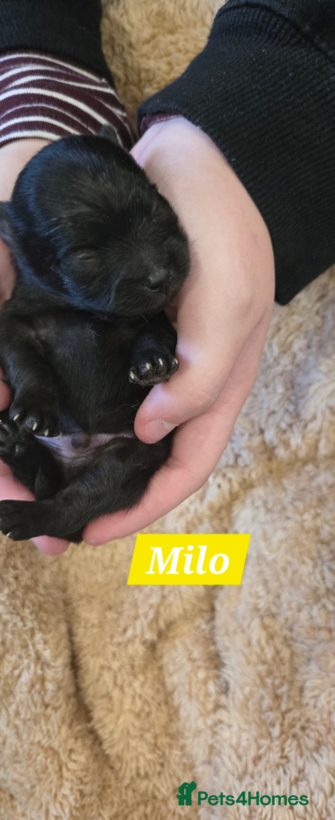 Pomeranian dogs for sale: Pretty Pomeranians  - Advert 9