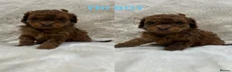 Cavapoochon dogs for sale: CAVAPOOCHON PUPPY GIRLS/BOYS HEALTH TESTED - Advert 16