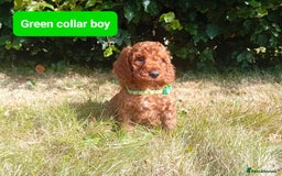 Cockapoo dogs for sale: Amazing F1b Cockapoos - Image 3
