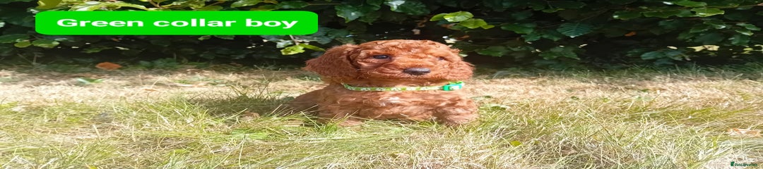 Green Collar Boy