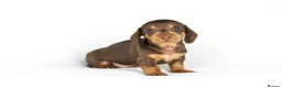 Miniature Dachshund dogs for sale: Miniature dachshund beautiful litter - Advert 5