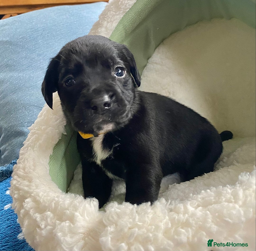 Springador dogs for sale: STUNNING SPRINGADOR PUPPIES  - Image 19